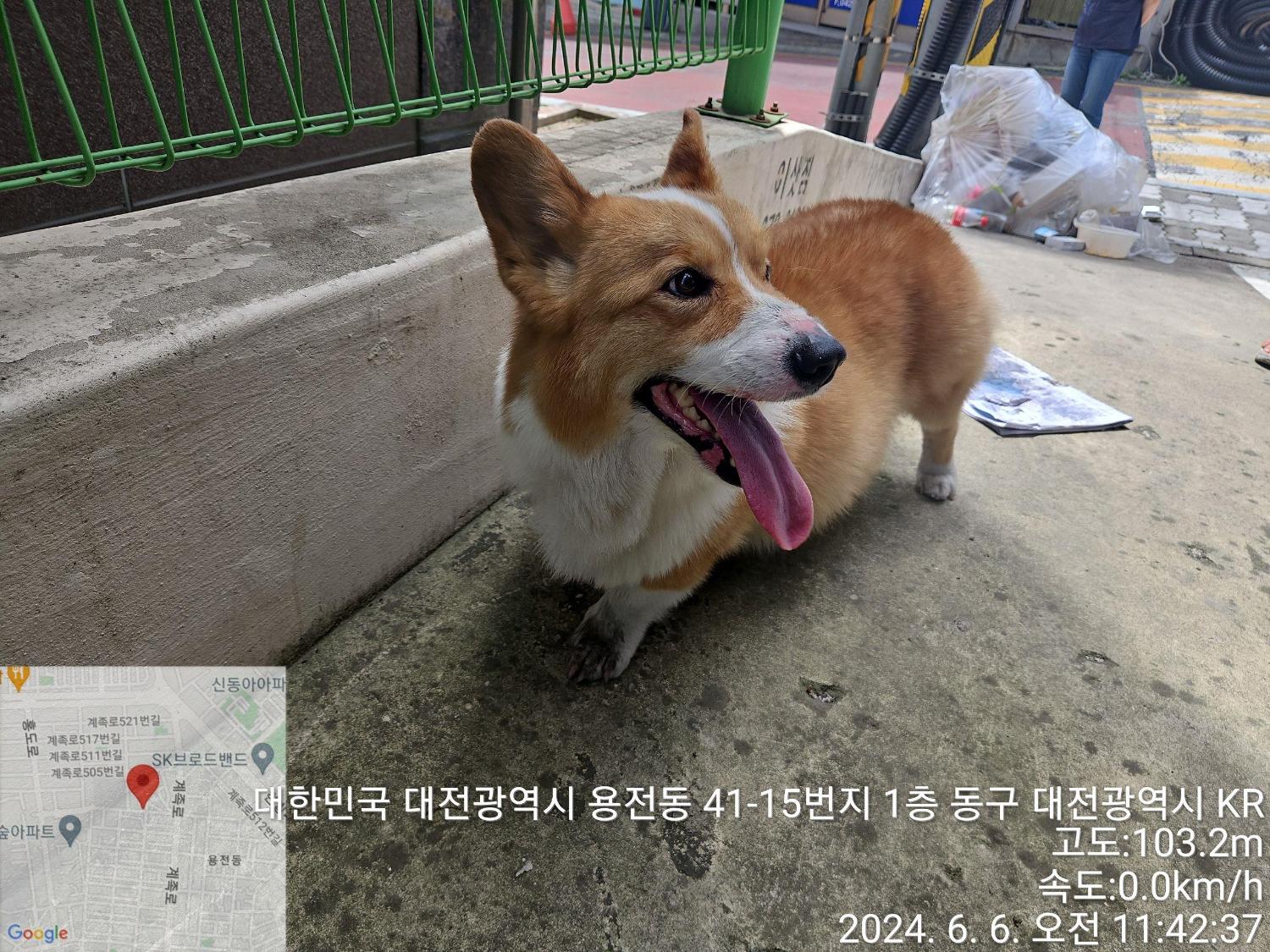 공고 번호가 대전-동구-2024-00157인 웰시 코기 카디건 동물 사진  