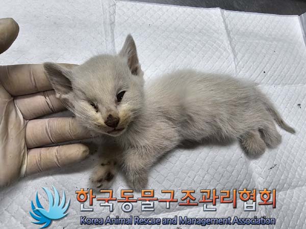 공고 번호가 경기-연천-2024-00256인 한국 고양이 동물 사진  