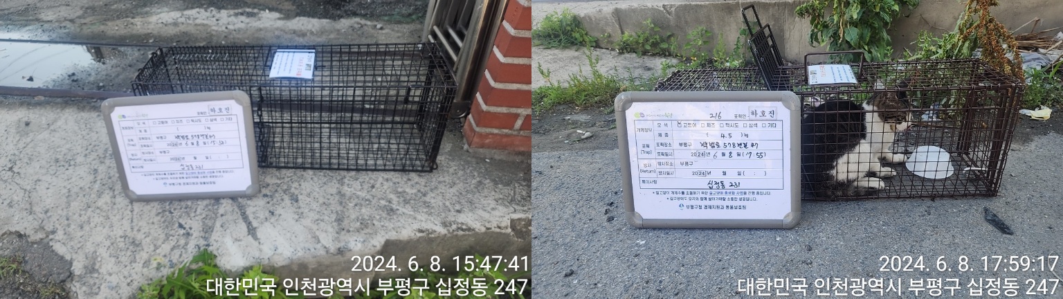 보호중동물사진 공고번호-인천-부평-2024-00282