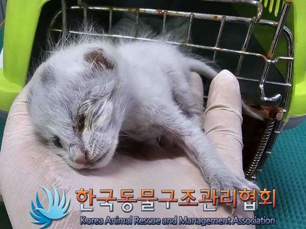 공고 번호가 서울-종로-2024-00075인 한국 고양이 동물 사진  