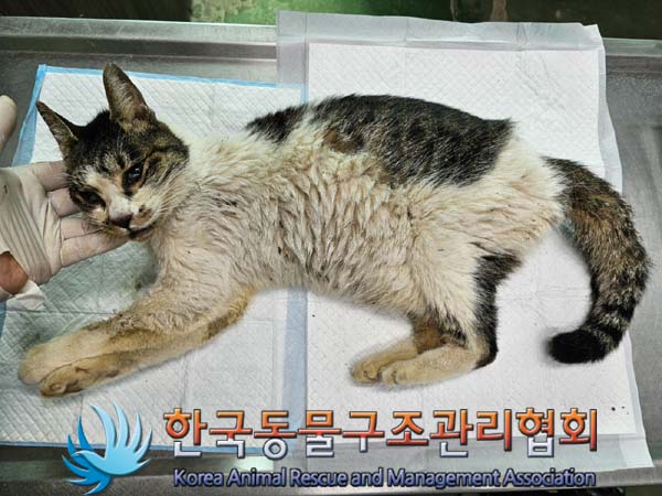 공고 번호가 경기-포천-2024-00514인 한국 고양이 동물 사진  