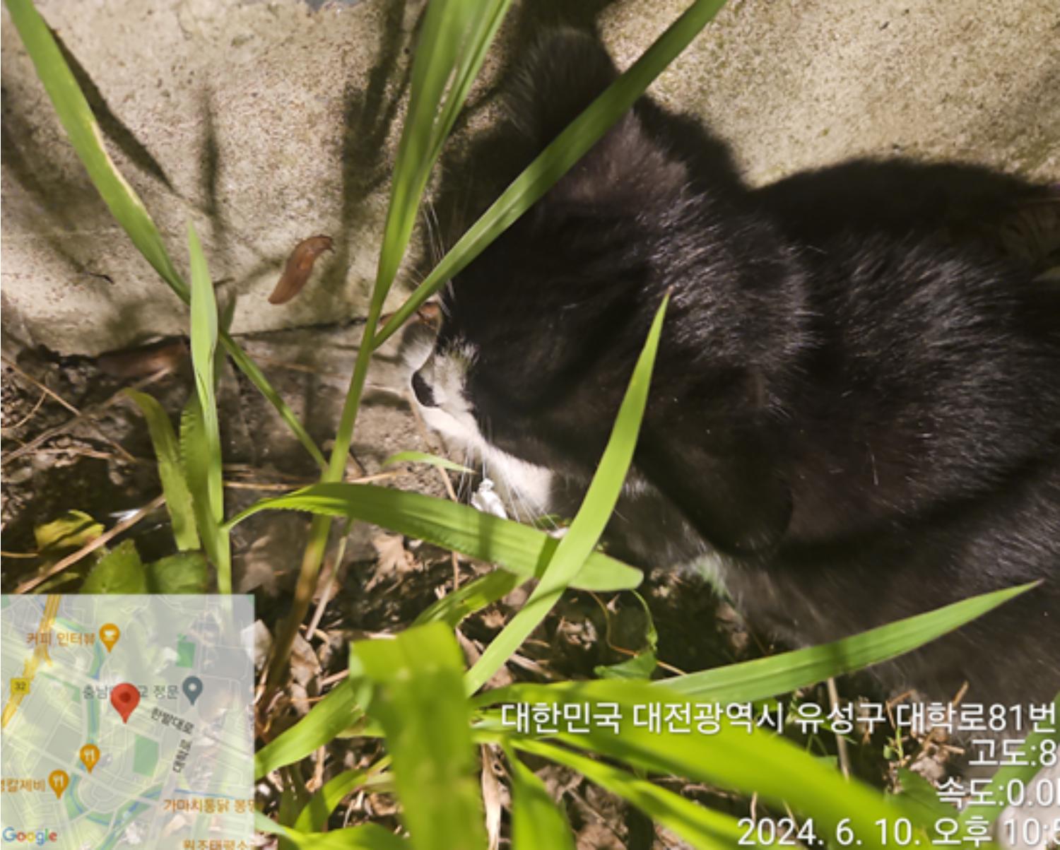공고 번호가 대전-유성-2024-00180인 한국 고양이 동물 사진  