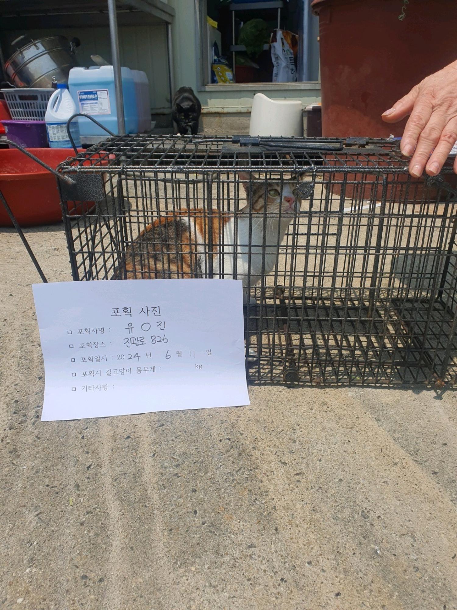보호중동물사진 공고번호-충북-진천-2024-00198
