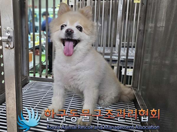 공고 번호가 서울-성북-2024-00087인 포메라니안 동물 사진  