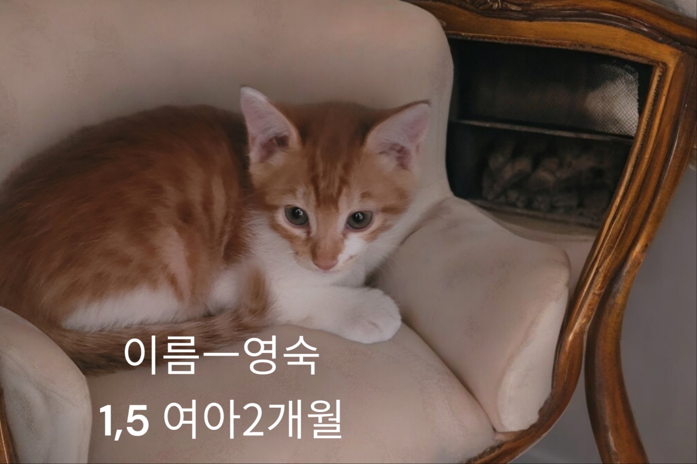 공고 번호가 경북-성주-2024-00249인 한국 고양이 동물 사진