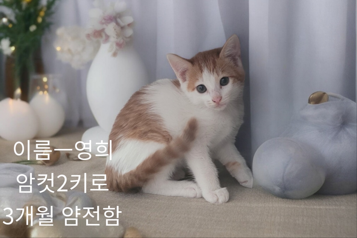 공고 번호가 경북-성주-2024-00248인 한국 고양이 동물 사진