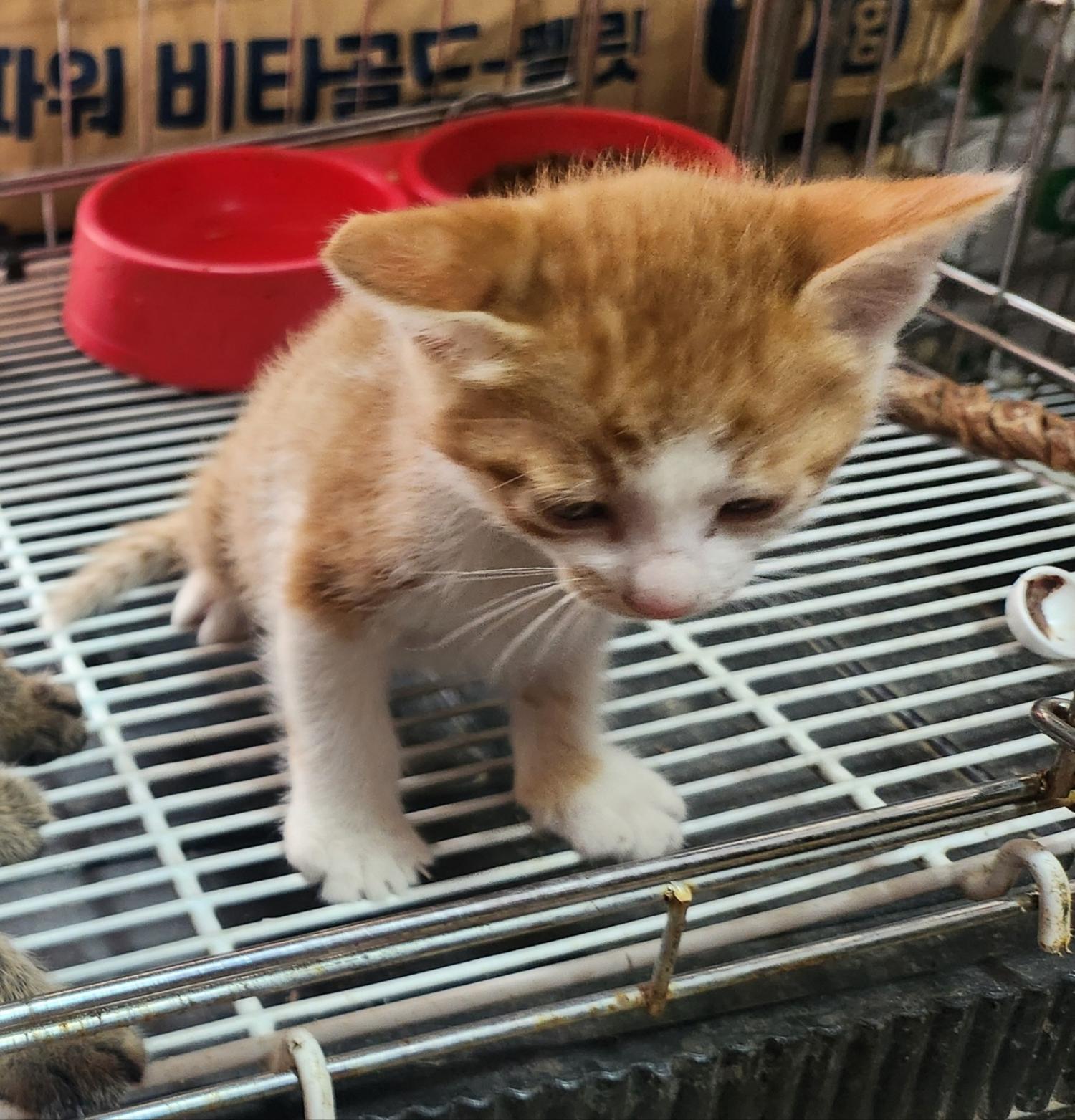 공고 번호가 경북-문경-2024-00187인 한국 고양이 동물 사진  