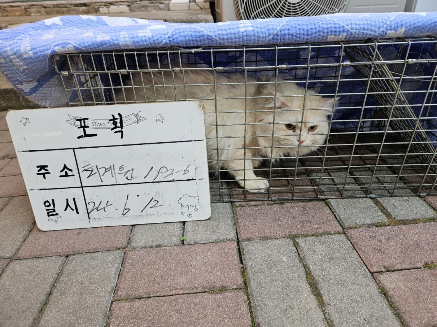 보호중동물사진 공고번호-경기-남양주-2024-01291