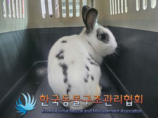 공고 번호가 서울-성동-2024-00043인 기타축종 동물 사진
