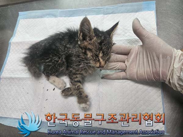 공고 번호가 서울-구로-2024-00080인 한국 고양이 동물 사진  