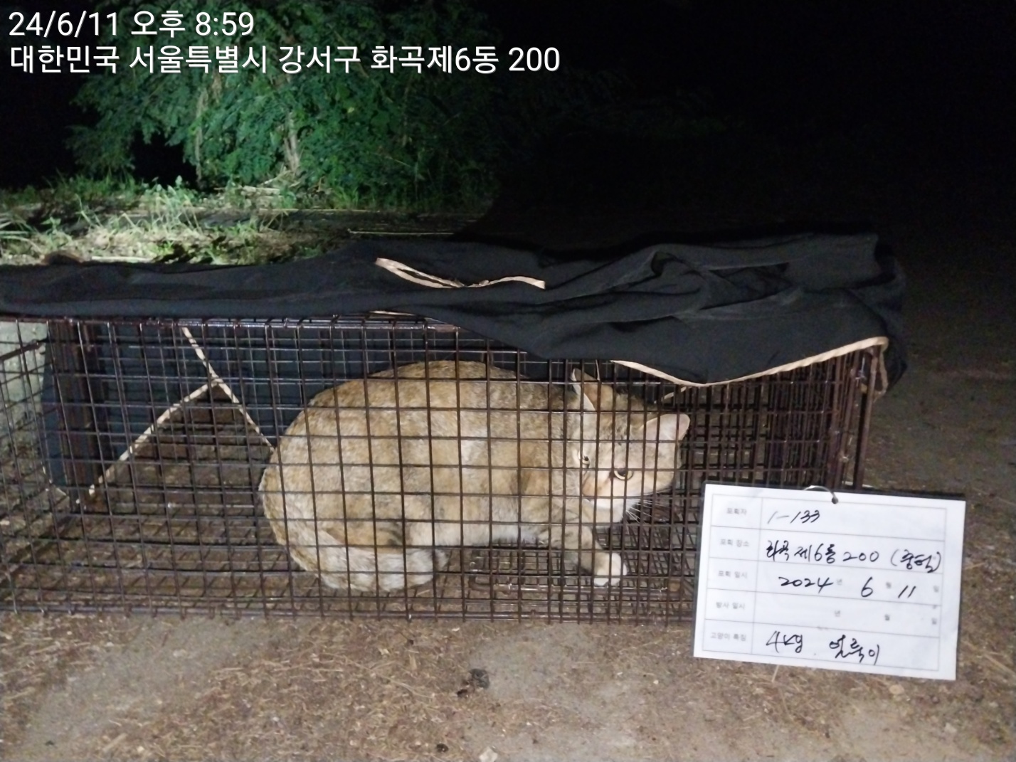 보호중동물사진 공고번호-서울-강서-2024-00235