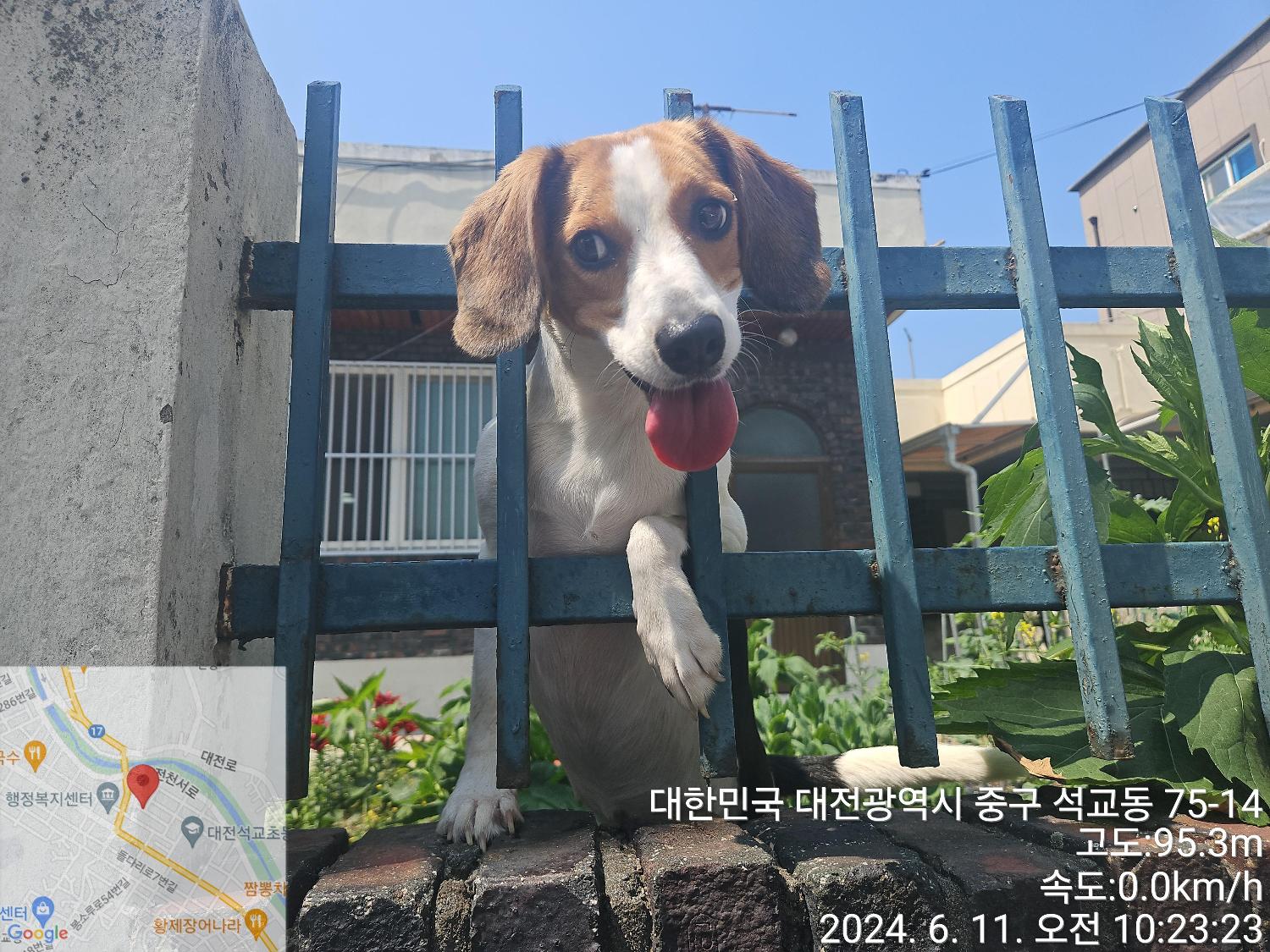 공고 번호가 대전-중구-2024-00109인 비글 동물 사진  