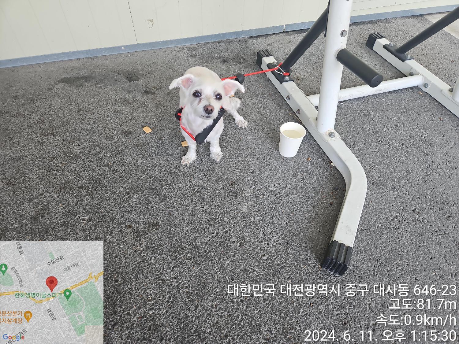 공고 번호가 대전-중구-2024-00111인 말티즈 동물 사진  