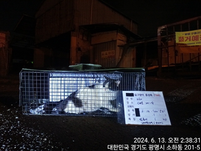 보호중동물사진 공고번호-경기-광명-2024-00356