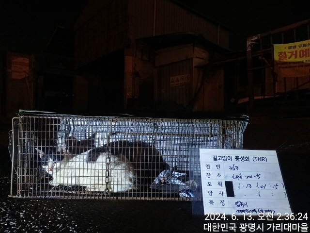 보호중동물사진 공고번호-경기-광명-2024-00357