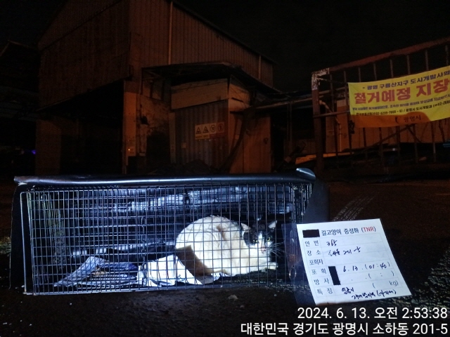 보호중동물사진 공고번호-경기-광명-2024-00359