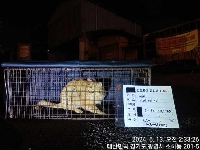 보호중동물사진 공고번호-경기-광명-2024-00358