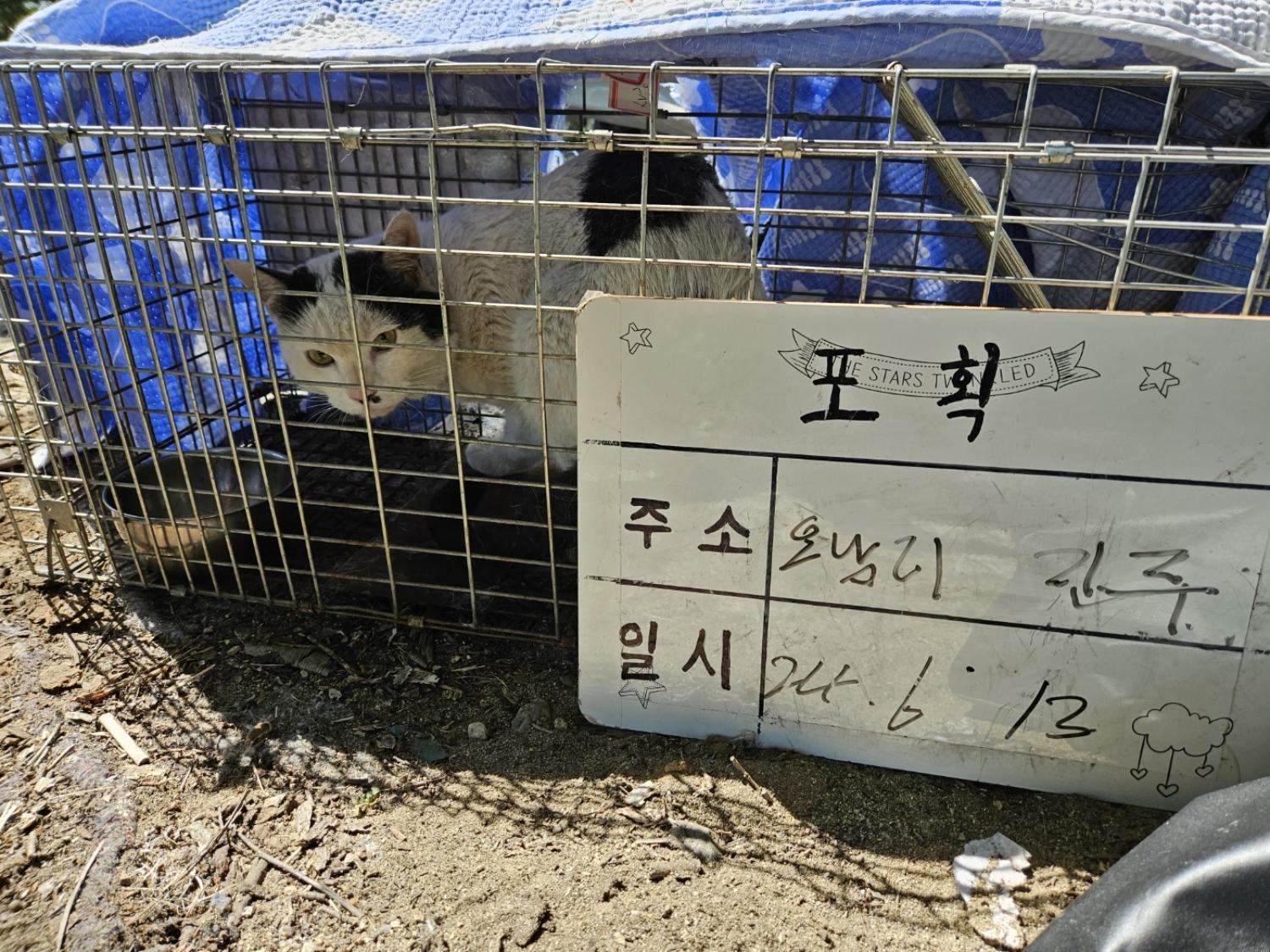 보호중동물사진 공고번호-경기-남양주-2024-01300