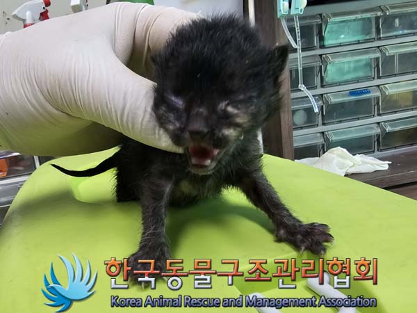 공고 번호가 경기-김포-2024-00444인 한국 고양이 동물 사진