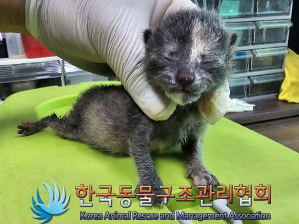 공고 번호가 경기-김포-2024-00442인 한국 고양이 동물 사진