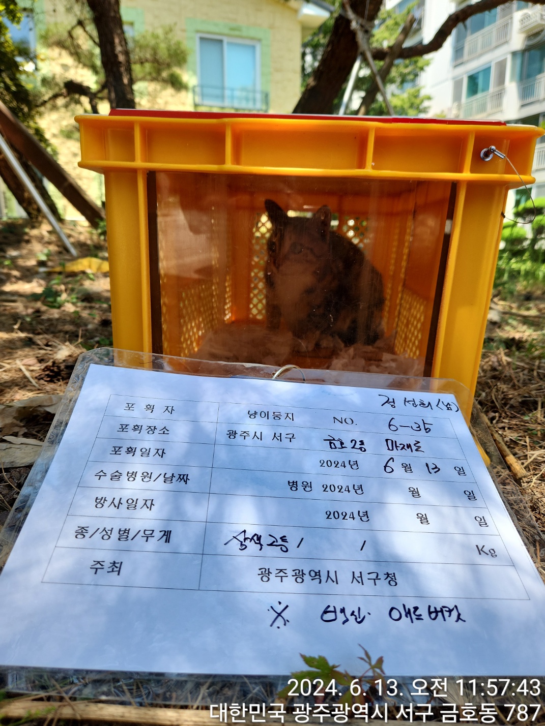 보호중동물사진 공고번호-광주-서구-2024-00345