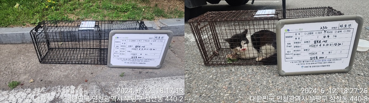 보호중동물사진 공고번호-인천-부평-2024-00299