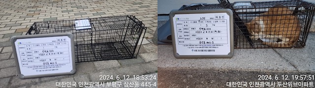 보호중동물사진 공고번호-인천-부평-2024-00305