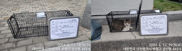 보호중동물사진 공고번호-인천-부평-2024-00302