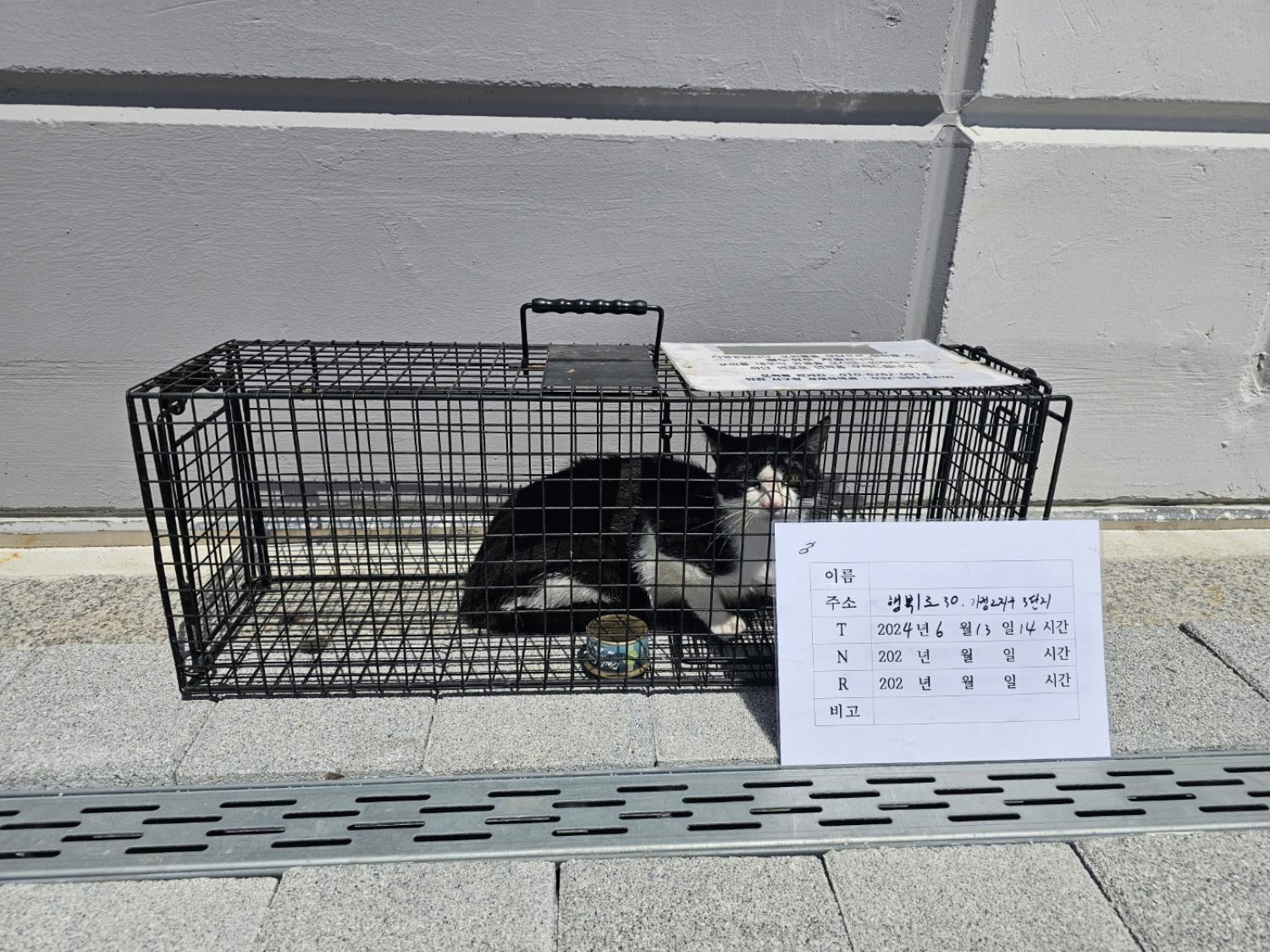 보호중동물사진 공고번호-인천-서구-2024-00553