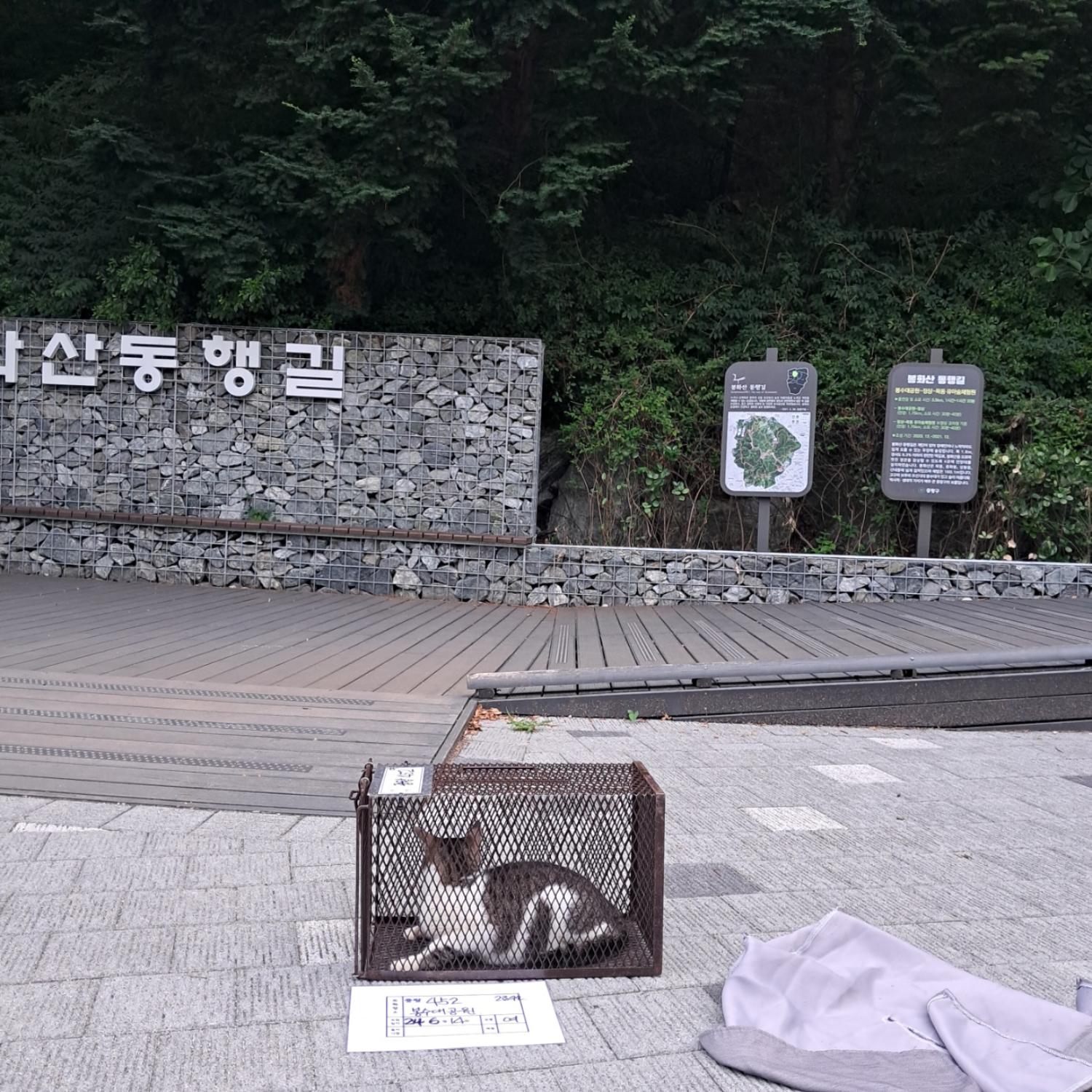 보호중동물사진 공고번호-서울-중랑-2024-00449